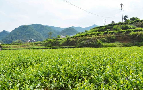 高值化農產品 問策湖湘，科技賦能深度貧困村產業扶貧新路徑